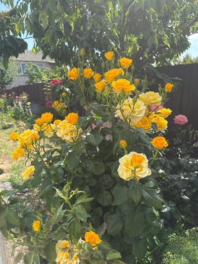 The image shows a close-up of a rose bush in full bloom, with numerous yellow and orange roses. The bush is situated in a garden with green foliage and other plants in the background, some of which appear to be other types of flowers in pink and red. A wooden fence is visible behind the rose bush, and further back, a building with a tiled roof can be seen, suggesting a residential area. The scene is illuminated by natural sunlight filtering through the leaves of a large tree overhead, creating dappled light and shadows. The location is identified as Ароматненское сельское поселение, Ukraine. There are no people or animals visible in the image.