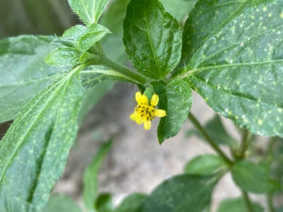 The primary image presents a close-up of a small, vibrant green plant featuring a tiny, bright yellow flower. The plant appears to be a herbaceous type, with distinct green leaves and stems.

The focal point is the small yellow flower, positioned towards the lower left of the frame. It displays several small, rounded petals surrounding a central cluster of darker yellow or black florets.

The leaves are green, with visible veins and a somewhat textured surface. Closer examination, aided by the provided crop images, reveals that the leaves and stems are covered in fine, short, white hairs, giving them a slightly fuzzy or bristly appearance. Many of the leaves also show scattered small, pale yellow or white spots across their surface. New growth or buds are visible at the stem tips, also covered in fine hairs.

The background is softly blurred (bokeh effect), suggesting other green foliage and an indistinct, lighter-toned surface, likely the ground. This indicates an outdoor setting. The lighting appears to be natural daylight, with no harsh shadows, suggesting an overcast or dappled light environment.

No specific activity or event is taking place beyond the plant's natural growth. There are no people or animals visible. The image captures the plant in a static pose. No text is visible in the media. The location context for this plant is Gampongaceh, Indonesia.