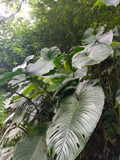 The image displays a dense natural environment located in Soibada, East Timor. The scene is dominated by lush green foliage, primarily featuring numerous large, dark green leaves in the foreground and midground. These leaves exhibit prominent parallel venation and a distinctly ridged texture, with several showing irregular perforations and tears. Behind this immediate layer of large leaves, a thick expanse of lighter green vegetation, including identifiable slender bamboo stalks and various other leafy plants, forms a dense background canopy. Natural daylight illuminates the scene, with brighter areas indicating light filtering from above through the vegetation. Dark earth or decaying plant matter is visible along the lower right edge. No human or animal subjects are present within the frame.