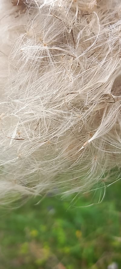 The image is a close-up, vertical shot of thistle down. The majority of the frame is filled with soft, white, feathery filaments of the thistle seeds, appearing very delicate and airy. These filaments are densely packed and create a textured, almost ethereal appearance. Some darker, thinner strands are interspersed within the white fluff. Towards the bottom of the image, the background transitions to a blurred green and brown landscape, suggesting an outdoor environment. This blurred background may represent foliage or grass. There are no people, buildings, or specific landmarks visible in the image, nor any clear indication of the location within Zolota Poliana, Ukraine. The focus is entirely on the natural detail of the thistle seeds.
