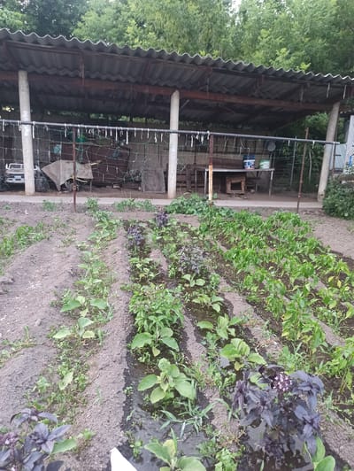 The image shows a vegetable garden in Sokuluk, Kyrgyzstan. In the foreground, rows of young plants are visible, including what appears to be basil with dark purple leaves and rows of green leafy vegetables, possibly peppers or eggplants. The plants are growing in raised beds with dark soil. In the background, there is a simple open-sided structure with a corrugated metal roof supported by concrete pillars. This structure appears to be used for storage, as there are various items under it, including what looks like a table with some buckets on it, and possibly some agricultural equipment. A wire fence runs in front of the structure. The overall scene suggests a rural or semi-rural setting, consistent with a garden in Sokuluk. The lighting suggests it is daytime, possibly late afternoon or early morning due to the soft light.