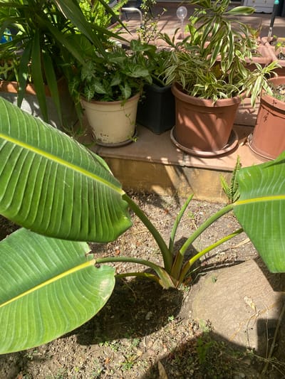 The image shows an outdoor setting with several potted plants. In the foreground, a large, lush green leaf with prominent veins dominates the frame, indicating the presence of a tropical or large-leafed plant, possibly a bird of paradise or similar species. To the left and slightly behind this, another plant with long, sword-like green leaves is visible.
Further back and to the left, there are several other potted plants. One large terracotta pot contains a plant with variegated green and white striped leaves, resembling a spider plant. Next to it, a lighter-colored pot holds a trailing plant with heart-shaped leaves, likely an arrowhead plant or a related vine. A tall, dark pot is also present, containing a plant that is not clearly identifiable. Several other terracotta pots of varying sizes are scattered throughout the scene.
The ground appears to be a mix of soil, gravel, and possibly some paved areas or concrete. Sunlight is casting strong shadows, suggesting it is daytime, likely morning or afternoon. The overall setting suggests a patio, garden, or balcony area where plants are being cultivated. There are no people or animals visible. No text is discernable in the image. The presence of various potted plants suggests an interest in horticulture or simply a decorated outdoor space. The dappled sunlight and shadows create a somewhat serene atmosphere.
