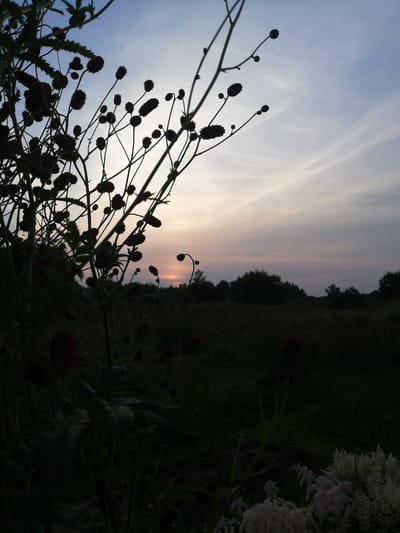 The image depicts a silhouette of dark-leaved plants with fuzzy red flower heads against a twilight sky. The sky exhibits soft pastel hues of blue, pink, and orange, with wispy clouds stretching across. In the background, a dark line of trees forms the horizon above a dimly lit field. The foreground features the dark silhouettes of plants, some with their delicate flower buds or spent blooms visible. The scene is devoid of any people or animals, focusing solely on the natural landscape at dusk. The metadata suggests the location is Novopagoshchansky Sel'skiy Sovet, Belarus.