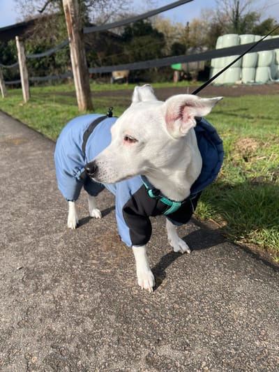 The image captures a white, short-haired dog, likely a terrier breed, standing on a grey, textured paved path in Würselen, Germany. The dog wears a two-toned protective coat, light blue covering its torso and hind legs, and black on its front legs and chest, with a dark blue hooded section around its neck. A teal-colored harness is visible beneath the coat, from which a thin black leash extends upward out of frame. The dog is positioned with its body facing left and its head turned to the left, gazing into the mid-distance. Its eyes are light brown, and its nose is black. Its ears are erect, displaying a slight reddish tint internally.
To the right of the paved path, green grass and some dry brown vegetation are present. A light-brown wooden fence, featuring dark horizontal rails, separates the path from an expansive grassy field. In the background, a stack of white, plastic-wrapped silage bales is visible on the right. To the left in the background, partially obscured by trees, farm machinery including a green tractor and a yellow trailer can be seen. The scene is brightly illuminated by direct sunlight, casting distinct, short shadows, indicating a clear, sunny day. A line of deciduous trees with bare branches forms the distant horizon against a bright sky. There are no human subjects visible in the frame.