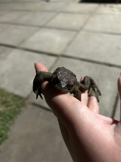 A person is holding a large, brown toad in their hand. The toad has bumpy skin and is facing the camera. The background is blurred, but appears to be a wall or concrete surface with some vegetation visible at the bottom. The location of Bashur, Russia is not discernible.