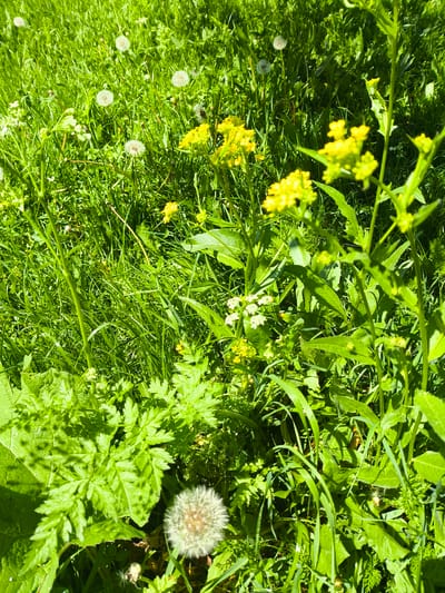 The image depicts a close-up view of a grassy area with scattered yellow wildflowers and dandelion seed heads. The vegetation is lush and appears to be in a natural, unmanicured state. The lighting suggests a sunny day. The location is identified as Alagyaz, Armenia. There are no people or animals visible in the image. The scene is static and appears to be a natural outdoor environment.