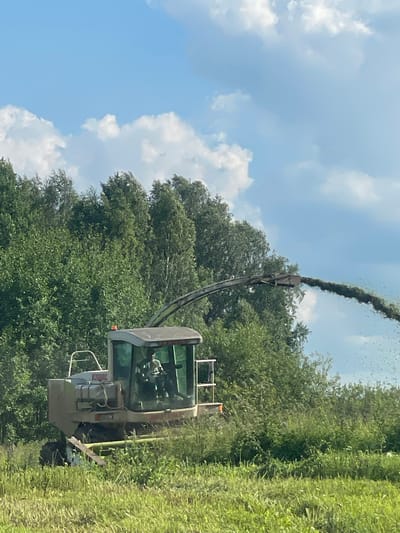 A combine harvester is actively cutting and processing green vegetation in a field under a blue sky with scattered clouds. The combine, a large agricultural machine, has a cab with a person inside, and a spout directing the processed material into the air. The background consists of a dense line of green trees. The foreground is a grassy field. The scene appears to be in a rural setting, possibly near the city of Bormist, Russia.