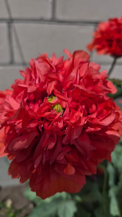 This is a close-up, vertical, eye-level shot of a vibrant red, double-petaled poppy flower. The flower is in sharp focus, showcasing its many ruffled petals and a hint of a green center. The background is blurred, with a light gray brick wall visible at the top and out-of-focus greenery at the bottom. Another red poppy is visible in the upper right quadrant of the image, also out of focus. The lighting suggests a sunny day. The scene appears to be an outdoor garden or yard. No people are present. The location is specified as Ļūbaste 0001, Latvia.
