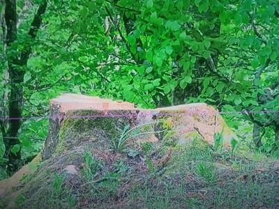 The image depicts a tree stump in a wooded area, possibly a park or forest on the outskirts of Oberviechtach, Germany. The stump is covered in moss and surrounded by grass and foliage. The background consists of lush green trees with dense leaves, suggesting a spring or summer season. There are no visible people or animals in the image, and no specific actions or interactions are evident. The lighting appears natural, indicating an outdoor daytime scene. A faint purple line runs horizontally across the image, possibly an artifact of the recording or display method.