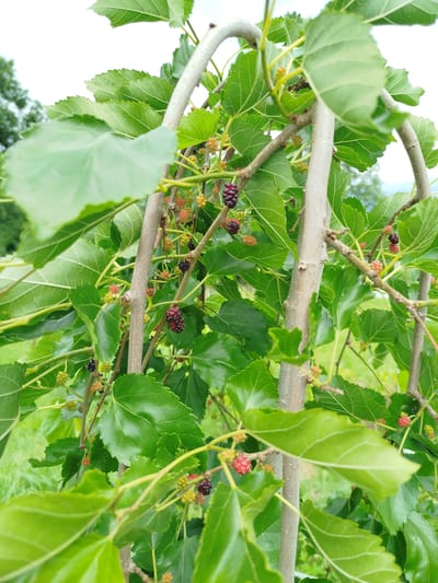 The image displays a close-up view of a mulberry tree branch laden with ripening berries. The leaves are a vibrant green, some appearing to be in focus while others are softly blurred in the background. Various stages of berry development are visible, ranging from small, green, and red to fully ripe, dark purple mulberries. The tree has several branches, with a few thicker, light-colored trunks supporting the foliage and fruit. The setting appears to be outdoors, with hints of green foliage and a bright, overcast sky visible in the background, suggesting a natural, possibly rural environment within the Баравухскі сельскі Савет region of Belarus. There are no people or animals present in the image.