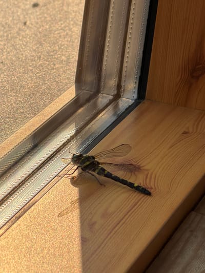 A dragonfly with dark green and yellow markings rests on a wooden windowsill. The dragonfly is positioned horizontally, with its wings spread slightly. Its body is elongated, and its head, featuring prominent green eyes, is turned towards the left. A metallic window frame with visible rivets runs along the left side of the image, separating the wooden windowsill from the blurred background which appears to be an outdoor surface bathed in warm sunlight. The wooden windowsill exhibits a visible wood grain pattern. The scene is illuminated by natural light, casting a subtle shadow of the dragonfly on the wood. The location is not specified in the provided context, therefore the mention of Staroabashevo, Russia cannot be confirmed or included.