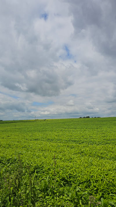 The image depicts a vast, vibrant green field under a dynamic, cloudy sky. The field occupies the majority of the frame, stretching from the foreground to the horizon, with a dense, uniform cover of lush vegetation. In the distance, along the horizon, a faint yellow band suggests another field or perhaps flowering plants, and a solitary, slender tower is visible, likely a telecommunications mast. A line of trees forms a dark silhouette against the lighter sky in the far distance. The foreground of the field shows some taller, weed-like plants interspersed with the main crop. The sky is filled with a mixture of dark, heavy clouds and lighter, puffier formations, with occasional patches of blue sky peeking through, indicating a partly cloudy day. The overall scene conveys a sense of rural openness and natural landscape. The location is identified as Silenrieux, Belgium.