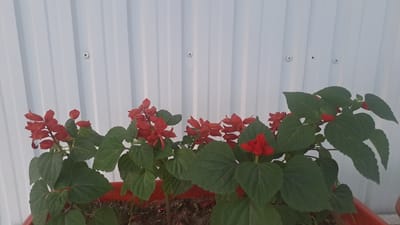 The image shows a close-up of several red Salvia flowers with green leaves, planted in a terracotta pot. The flowers are in bloom, with spikes of small red blossoms. The leaves are broad and ovate. In the background, a white corrugated metal wall is visible, with visible screws along the surface. The lighting suggests it is daytime, and the overall scene appears to be outdoors, possibly in a garden or yard, given the presence of the potted plants. The environment seems neat and well-maintained. There is no visible text in the image. The location is identified as Sülüktü, Kyrgyzstan.