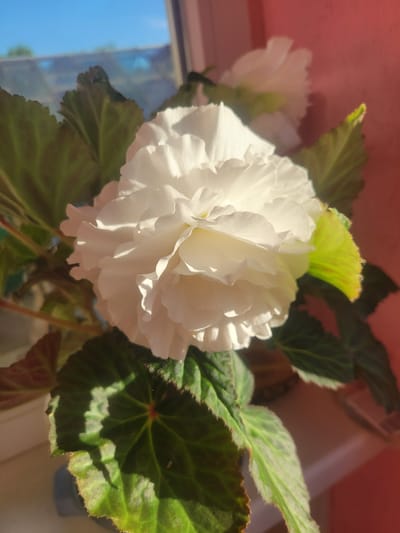 The image is a close-up, eye-level shot of a white begonia flower in bloom. The flower is large and full, with many ruffled petals. It is positioned in the center of the frame, with dark green leaves and stems surrounding it. The background is a blur of light blue sky, green foliage, and a pink wall, suggesting the plant is indoors near a window. The lighting suggests it is daytime with sunlight casting shadows on the leaves and petals. The image does not contain any people or actions. The location in Belaazyorsk, Belarus is not discernible from the image.