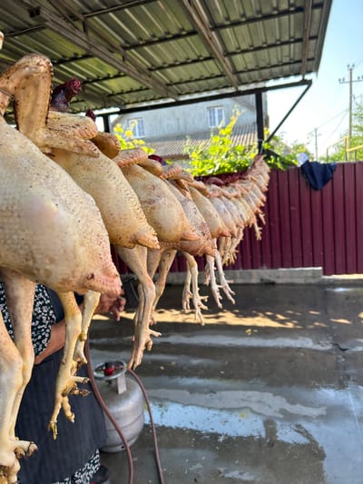 In Copceac, Moldova, a row of plucked chickens is hung by their feet from a metal structure under a corrugated metal roof. The chickens, appearing to be prepared for sale or consumption, are positioned in a line, with their legs dangling. In the background, a red corrugated metal fence encloses a yard. Beyond the fence, a house with windows is visible, surrounded by green foliage. A power pole with wires stands in the distance. The ground beneath the chickens is wet and reflective, suggesting recent cleaning or rain. A person, partially visible on the left, wears a dark apron over a patterned dress. A propane tank with a connected hose is situated near the person's feet.
