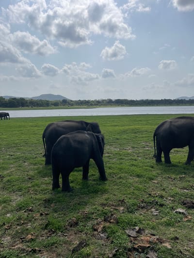 In Katukeliyawa, Sri Lanka, a herd of elephants grazes in a grassy field beside a tranquil lake. The sky above is a canvas of white, fluffy clouds against a pale blue expanse. In the distance, rolling hills covered in lush green foliage form a natural backdrop. The elephants, their dark gray hides stark against the vibrant green grass, are the central focus of the scene. Some are walking, while others stand grazing. The environment suggests a safari or wildlife sanctuary, a peaceful moment captured in the heart of Sri Lankan nature.