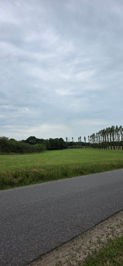 The image shows a rural landscape under a cloudy sky. In the foreground, a gray asphalt road runs diagonally from the bottom left corner towards the right. The road is bordered by a strip of dry earth and sparse green grass. Beyond the road, a vibrant green field stretches into the midground. A dense line of dark green trees forms a natural barrier along the left and far side of the field. On the right side of the field, a row of tall, slender trees with sparse foliage are planted in a line, creating a rhythmic pattern against the sky. The sky is filled with gray, wispy clouds, suggesting an overcast day. The overall scene depicts a quiet, natural environment.