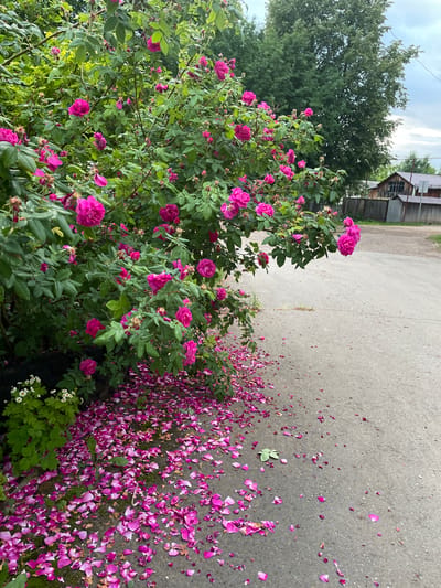 A dense bush with numerous vibrant pink roses is situated to the left of a grey asphalt road. Many fallen pink rose petals are scattered on the road and on the ground at the base of the bush. To the left of the rose bush, there are smaller green plants with white flowers. In the background, there are trees, a wooden fence, and a weathered wooden building with a grey roof. The sky is overcast with clouds. The location appears to be a rural area, possibly a village or town, in Mozhga, Russia. There are no people visible in the image.