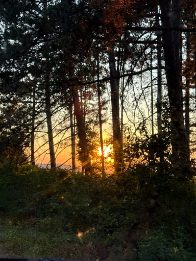 The image depicts a sunset viewed through a dense forest. Tall, dark trees with visible branches and needles dominate the foreground, silhouetted against a bright orange and yellow sky. The sun is visible as a bright, glowing orb, partially obscured by the trees, casting rays of light through the branches. The undergrowth consists of lush, green foliage and grass, with some areas appearing darker and more shadowed. The overall scene suggests a natural, outdoor environment at dusk, possibly in or near Mladen, Bulgaria, given the context. No people or specific actions are visible.