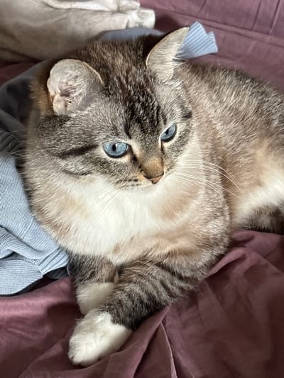 The image displays a domestic cat in an indoor setting. The cat, exhibiting a lynx point coloration, features distinct bright blue eyes, a white muzzle and chest, and tabby markings in shades of grey-brown on its forehead, ears, back, and tail. Its front paws, adorned with white fur resembling 'socks', are crossed. The cat is lying down, with its head slightly turned to the right, and its gaze directed downwards.
The primary surface beneath the cat is a wrinkled, muted reddish-purple or plum-colored fabric, likely a blanket or bedsheet, which covers most of the frame. To the left of the cat, a light blue, ribbed knit fabric is visible, possibly a piece of clothing. In the upper left corner, a lighter, textured, off-white fabric is partially visible. The lighting is soft and ambient.
There is no discernible information or visual cues within the image to specify its location as Vrnjacka Banja Municipality, Serbia, or any other specific geographical area.