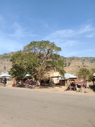 The scene depicts a segment of a paved road in Jibam, Nigeria, under a clear blue sky with sparse cirrus clouds. A substantial deciduous tree, largely in full foliage, anchors the midground. Beneath its canopy and extending rightward, a cluster of single-story structures is observed. These include buildings constructed from light-brown, possibly mud-brick, materials with corrugated metal roofs, and open-sided stalls featuring wooden frames and similar metal roofing. On the dirt shoulder adjacent to the paved road, a dark-clothed individual stands beside a red motorcycle on the far left. Directly under the primary tree, an individual dressed in an orange garment is seated on the ground. A minimum of three additional motorcycles are parked within the immediate vicinity of these structures. Figures are indistinctly visible within the shaded areas of the stalls. The background is dominated by arid, light-brown hills exhibiting minimal, dry vegetation. Bright sunlight is evident, casting discernible shadows.
