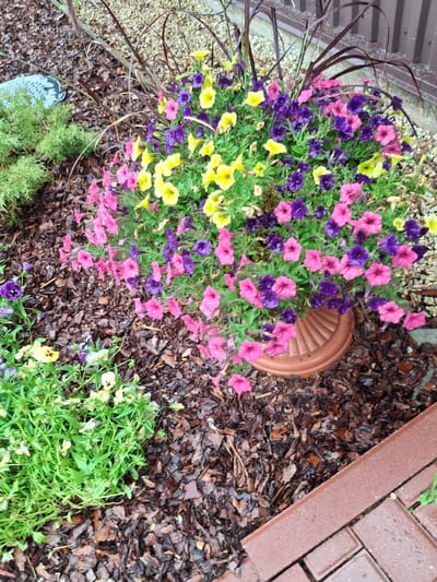 A close-up, high-angle shot captures a vibrant planter overflowing with pink, purple, and yellow petunias. The planter, made of terracotta-colored plastic with a ribbed texture, sits on a bed of dark brown mulch. To the left of the planter, a small cluster of green foliage with delicate yellow and purple pansies is visible, partially obscuring the mulch. In the background, the mulch transitions to a gravel pathway and then to a brown wooden fence. To the far left, a portion of a dark green, conifer-like shrub peeks into the frame, with a grey, decorative garden stone nestled beside it. The scene appears to be an outdoor garden setting, possibly in Lēdmane, Latvia, given the context of the prompt. The lighting suggests an overcast day, as evidenced by the soft shadows and the damp appearance of the mulch and brickwork.