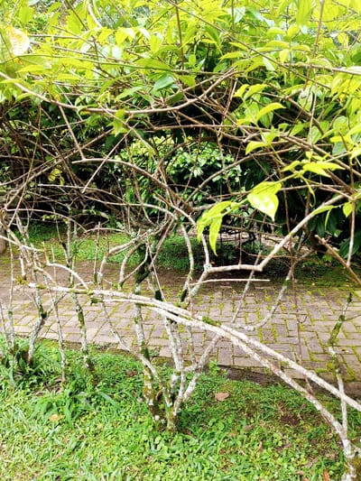 The image displays a close-up, ground-level view of dense vegetation and a partial paved pathway in an outdoor setting.
In the immediate foreground, vibrant green grass covers the ground. Rising from this grass is a row of small, woody plants or shrubs characterized by numerous slender, gnarled branches that are largely bare of leaves. These branches exhibit patches of white and light green lichen or moss.
Behind this row of plants, a section of a paved pathway is visible. The pathway is constructed from rectangular, light-colored pavers laid in a staggered bond pattern. Many of these pavers and their crevices show significant growth of green moss or algae. Beyond the pathway, additional green ground cover and foliage are present.
The midground and background consist of a dense, intricate mass of leafy green vegetation and intertwining branches, forming a thick natural screen. Individual light green leaves are discernible within this dense foliage.
The scene is illuminated by diffused natural light, indicating daytime. No human figures, animals, or artificial structures other than the pathway are identifiable. No specific actions or interactions are depicted. The exact location within the city of Kanand, India, is not visually determinable from the image content.
