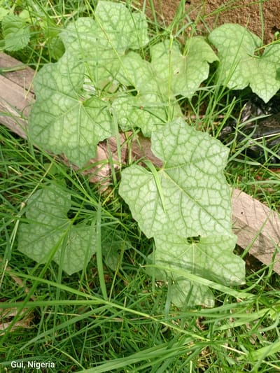 A close-up, eye-level shot showcases the detailed texture of large, pale green, heart-shaped leaves with intricate vein patterns. These leaves are partially obscured by tall, thin green blades of grass. A slender green insect, possibly a grasshopper, is positioned on one of the leaves. The background reveals a patch of reddish-brown soil, a piece of weathered light brown wood, and a segment of black plastic. The image is captioned "Gui, Nigeria."
