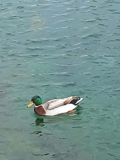 A male mallard duck is diving headfirst into a body of water. The water is green-tinted and has a rippled, textured surface. The duck's head, with its iridescent green plumage, is submerged, while its tail feathers are visible above the surface. The location is Drama, Greece.
