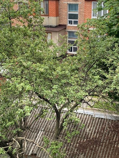 An overgrown apple tree with numerous green leaves and branches obscures a brick apartment building with several windows, some with blue bars. The building also features a corrugated metal roof on an attached structure. The scene appears to be in a residential area of Oktyabrskoye, Russia.