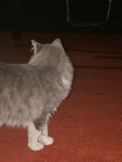 A grey cat with some white markings is depicted lying down, viewed from above and behind, with its head turned towards the left side of the frame. Its body is mostly grey, and its back paws, which are white, are curled up behind it on a textured, reddish-brown surface that dominates the right and bottom portions of the image.

To the left of the cat, a dark, possibly metallic object or structure is visible, featuring what appears to be a black, curved surface and a chain-like element in the top left corner. The cat's ears are clearly visible, and it seems to be looking into this dark, shadowed area. The lighting in the image is dim, suggesting an indoor setting or low-light conditions. There is no visible text in the image. The scene takes place in Engomi, Nicosia, Cyprus.