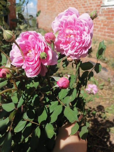 This media file features a close-up view of a rose bush with several pink roses in various stages of bloom. Two large, fully opened roses with ruffled petals dominate the foreground, one slightly out of focus. Several rosebuds are also visible, some tightly closed and conical, others beginning to unfurl. The roses are supported by thick, thorny stems and lush green leaves. The background is softly blurred, showing a brick building, hints of foliage, and dry ground suggesting an outdoor setting in warm weather. The lighting indicates it is daytime, likely sunny, casting distinct shadows from the leaves. A hand, partially visible in the lower right corner, is gently touching the rose bush, suggesting someone is interacting with or admiring the flowers. The overall impression is one of natural beauty and the peak of summer bloom in a garden or backyard setting, possibly in Lobkovo, Russia, given the location context. There is no visible text in the image.