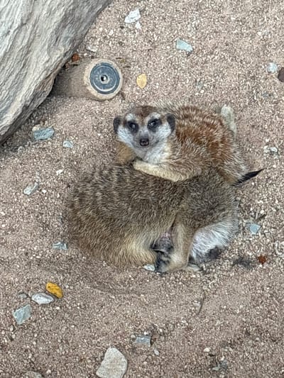 Two meerkats are lying together on sandy ground in an outdoor enclosure. The meerkat on top is looking towards the camera with its head resting on the other meerkat's back. The meerkat on the bottom is curled up, facing away from the camera. Both meerkats have brown and tan fur and dark markings around their eyes. In the background, a large, light-colored rock is visible on the left, and a cylindrical object with a dark ring is embedded in the sand near the rock. The ground is covered in sand and small pebbles. The scene is likely in an animal exhibit or zoo in Nong Prue, Thailand.
