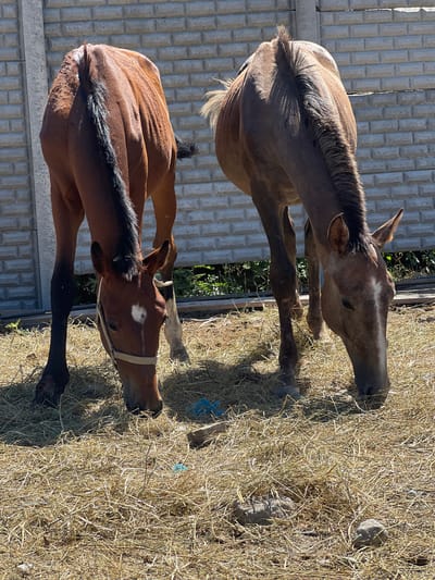 The image shows two young horses grazing on a patch of dry hay in an outdoor enclosure. The horses are standing in front of a grey cinder block wall. The horse on the left is a reddish-brown color with a black mane and tail, and a white marking on its forehead. It is wearing a light-colored halter. The horse on the right is a lighter brown color with a lighter mane and tail, and white markings on its face. Both horses have their heads down, eating the hay. There are some rocks and a piece of blue plastic visible in the hay. The environment appears to be rural, possibly a farm or stable. The location is identified as Дачное, Kyrgyzstan.