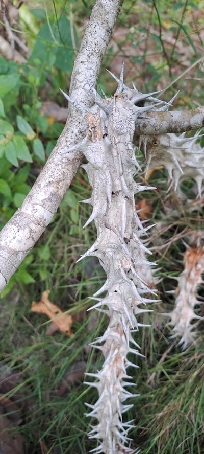 The image shows a close-up view of a thorny branch of a plant. The branch is covered in sharp, white thorns. The background consists of green foliage and grass. There is no indication of the city of Meunasahmeucap, Indonesia, in the image.
