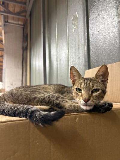 A tabby cat with green eyes is lying on a cardboard box in what appears to be an indoor, industrial or storage area. The cat is facing the camera, with its head resting on its paws. The background consists of corrugated metal walls and a wooden ceiling structure, suggesting a utilitarian environment. The cat's fur is striped with shades of brown and black, and its tail is curled around its body. There are no people or other animals visible in the image. The lighting is dim, with a slight warm cast. This scene is not specifically identifiable as being in Struma, Bulgaria, as there are no contextual clues in the image to support this location.