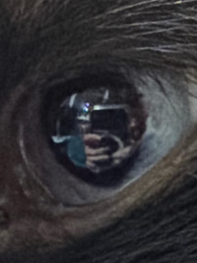 This is a close-up, macro photograph of an animal's eye, likely a horse, due to the dark fur surrounding it and the prominent pupil. The eye is dark and reflective, showing a distorted reflection of what appears to be a person or people in a dimly lit indoor environment. The reflection suggests the presence of cameras or recording equipment, as there are bright lights and what looks like a screen or monitor. The overall impression is one of a staged or controlled environment, possibly a stable or a filming location. The focus is entirely on the eye and its reflection, creating an intimate and somewhat mysterious portrait. The fur surrounding the eye is dark and textured, with individual strands visible, adding depth to the image. The lighting in the reflection is artificial and cool-toned. No text is visible in the image. The context of "Старые Туймазы, Russia" does not provide any specific visual cues within the image itself but indicates a general geographical setting.