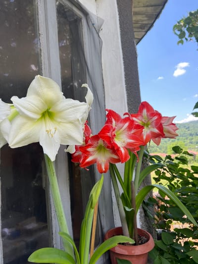 A close-up outdoor shot features two potted amaryllis plants in front of a weathered window frame and a textured wall. The plant on the left displays a large, pristine white amaryllis flower with delicate yellow stamen. To its right, a second plant boasts multiple red and white striped amaryllis blossoms, with a hint of a fourth flower further back. The background reveals a bright blue sky dotted with a few white clouds, and a verdant landscape with rolling hills and scattered rooftops, suggestive of a rural or suburban setting. The image appears to have been taken in Sokolovo, Bulgaria, based on the provided context. The scene is natural and still, with no people or active engagement visible.