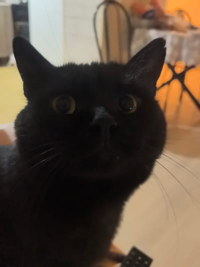 This is a close-up, medium shot of a black cat's face, taken indoors. The cat is looking directly at the camera with wide, alert yellow eyes. Its ears are perked up, and its whiskers are prominent. The background is out of focus, showing hints of furniture and warm lighting, suggesting a domestic setting. The cat's fur appears sleek and dark. The specific location within Верхнетемерницкий, Russia is not discernible from the image.