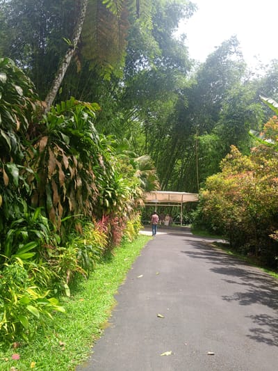 The image depicts a shaded asphalt pathway winding through a lush, verdant botanical garden or park in Suka Makmur, Indonesia. The pathway is lined on the left by a dense wall of tropical foliage, including large, dark green leaves and plants with reddish and yellow-green leaves. The right side of the pathway features a thicket of trees with reddish-bronze foliage, casting dappled shadows onto the asphalt. In the background, a canopy of tall bamboo trees creates a dense, green backdrop. A light-colored, open-air pavilion with a roof is visible in the distance, with a few people seated within. A lone individual wearing a plaid shirt and jeans is walking away from the camera on the pathway, heading towards the pavilion. The sky is bright and appears overcast, suggesting a humid, tropical climate. The overall scene conveys a sense of tranquility and natural beauty.