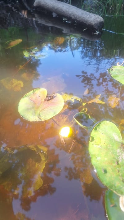 The image shows a close-up view of a pond in Mazpīrāgi, Latvia. The main subjects are several lily pads floating on the murky, brown water. One lily pad in the foreground is tilted, revealing its underside which has reddish-brown markings. Another, larger lily pad is visible towards the top right of the frame, and it appears to be partially submerged. A bright, circular reflection of sunlight is visible on the water's surface, suggesting it is daytime and likely sunny. In the upper left quadrant, a piece of weathered, dark gray wood juts out of the water, possibly a submerged log or branch, with a few small, pale organisms clinging to it. The water reflects the blue sky and the shadows of trees, creating a dappled effect. There are also some fallen leaves and plant debris on the water's surface, contributing to the natural, somewhat unkempt appearance of the pond. The overall impression is one of a peaceful, natural setting, likely in the warmer months given the presence of lily pads. No people or text are visible in the image.