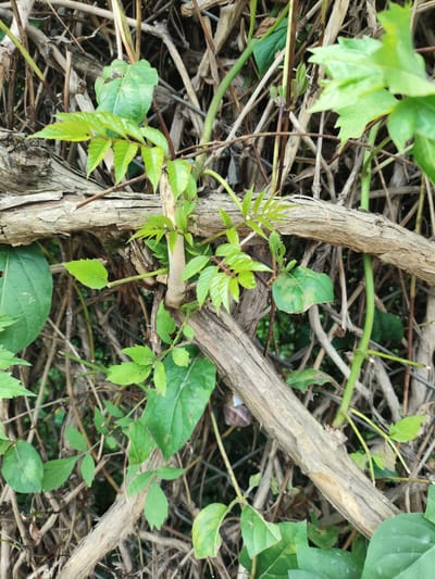 This image depicts a dense entanglement of natural vegetation in the city of Prigorodnyi, Russia. The scene is dominated by multiple interwoven, gnarled, and dry woody branches, ranging from thin to medium thickness, displaying a textured, weathered greyish-brown surface. These branches crisscross the frame, forming a dense natural lattice. Numerous live green leaves and stems are interspersed among the dry wood. Some foliage consists of bright, light green leaves, often appearing in clusters of smaller, serrated leaflets on slender green stems, indicative of new growth. Other leaves are darker green, broader, and generally smoother, with some exhibiting lighter green or yellowish variegation. A thicker, light-colored, smooth vertical stem emerges centrally from behind a dry horizontal branch, supporting bright green foliage. In the lower left section of the lowest horizontal dry branch, a snail with a spiral, banded brown and lighter-toned shell is visible. The background is composed of a tightly packed mass of thinner, dry, brown plant stalks and branches, suggesting dense, overgrown undergrowth or an entangled hedge line, with deeper shadows indicating further obscured vegetation. No human subjects or their direct actions are visible.