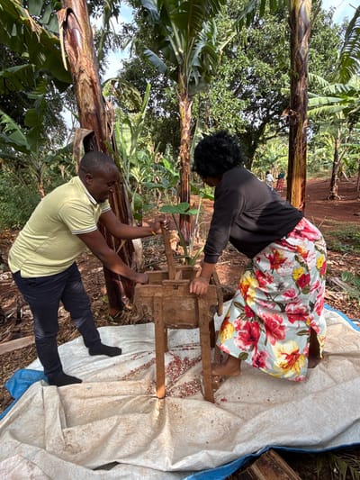 The image captures two individuals operating a wooden, hand-cranked dehusking or shelling machine in an outdoor, rural agricultural setting in Shimbi Mashariki, Tanzania. A male, wearing a light green polo shirt and dark trousers, stands on the left, actively pushing down a wooden lever on the machine. A female, with dark curly hair and dressed in a black long-sleeved top and a light blue floral skirt, is positioned on the right, holding a section of the machine stable. Small, reddish-brown beans or seeds, along with some lighter husks, are visible within the machine and scattered on a large, light-colored tarp with blue edges spread beneath it, collecting the processed material. The immediate environment is characterized by dense vegetation, primarily numerous large banana plants with prominent green leaves and brown trunks. In the background, a reddish-brown dirt path is visible, with two additional female figures in distant view, partially obscured by trees. The scene is illuminated by natural daylight.