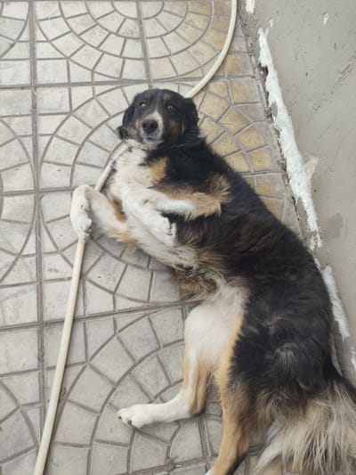 A medium-sized dog with predominantly black and tan fur, and some white markings, is lying on a patterned tiled surface. The dog's head is facing the camera with both eyes visible. It is resting with its front paws wrapped around a white plastic pipe. The tiled surface is grey with a circular pattern. Adjacent to the tiles is a rough, unfinished wall. The location of the image is in Yerzhovo, Moldova.