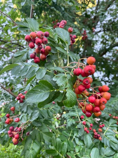 A cluster of red rowan berries hangs from a branch, surrounded by green leaves. The berries are small and round, with some appearing slightly bruised or wrinkled. The leaves are serrated and have a matte finish. The background is blurred, suggesting a natural setting possibly a garden or park. The image is a close-up shot, focusing on the details of the berries and leaves. The location is Goluboye, Russia.