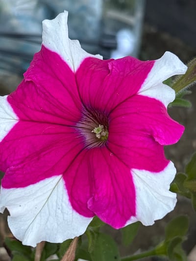 A close-up shot captures a single petunia flower with vibrant pink and white petals. The flower is in full bloom, showcasing its intricate trumpet-like shape and delicate veins. The center of the flower reveals its reproductive parts, with small green pistils and stamens. The petals are ruffled and wavy, with a distinct contrast between the deep pink interior and the white edges. The background is softly blurred, suggesting an outdoor setting. The image does not contain any people or specific landmarks that would indicate its location in Ворошиловка, Kazakhstan. The focus is entirely on the natural beauty of the flower.