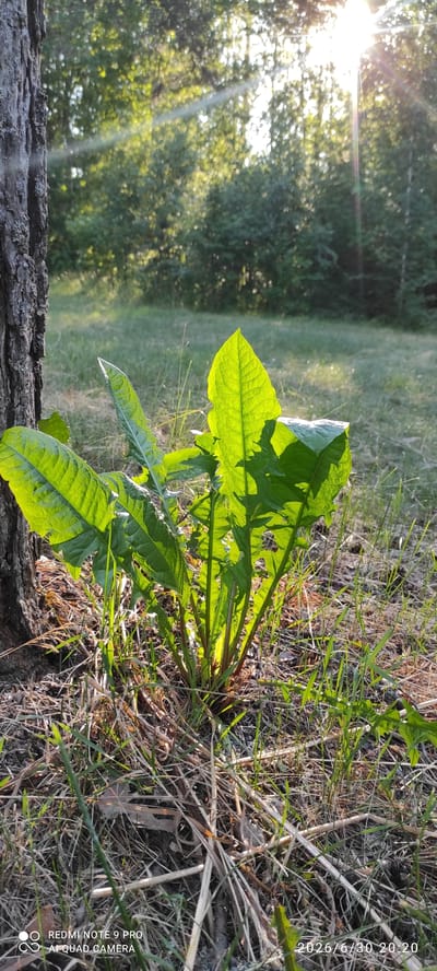 In Joutsa, Finland, a close-up shot captures a cluster of large, green leaves backlit by the sun. The leaves are serrated and appear to be part of a plant growing in dry grass and pine needles near the base of a tree trunk. The sunlight, visible in the upper right corner as a bright flare, casts a warm glow through the foliage and illuminates the surrounding grassy area. The background shows a blurred forest, suggesting an outdoor, natural setting. The timestamp on the image indicates it was taken on June 30, 2026, at 20:20.