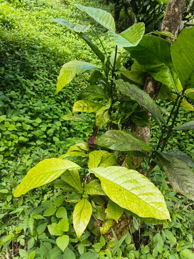 A tree trunk supports a cluster of vibrant green leaves exhibiting a distinct veined pattern. Some leaves display patches of discoloration, indicating potential disease or nutrient deficiency. Lush, low-lying green groundcover surrounds the base of the tree. The overall scene evokes a sense of natural abundance.