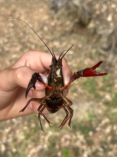 A close-up, high-angle shot captures a reddish-brown crayfish being held by a person's hand. The crayfish is positioned centrally in the frame, its body facing forward and slightly upwards. Its claws are raised, with the right claw more prominently displayed, open, and angled towards the viewer. The crayfish's antennae are extended forward, with the left antenna notably long and curving upwards. The hand holding the crayfish is positioned on the left side of the image, with fingers partially visible and a thumb supporting the creature from beneath. The background is blurred, showing a natural environment with earthy tones and patches of green, suggesting a wooded or overgrown outdoor setting. The overall lighting is natural and appears to be daytime. There are no visible elements to suggest a specific location within Vidreres, Spain.