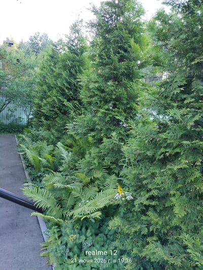 The image shows a row of manicured evergreen trees, likely thuja or cypress, forming a dense hedge along a paved pathway. Interspersed at the base of the trees are lush ferns and other low-lying green plants, with a scattering of small white and yellow flowers. To the left of the pathway, a light blue wooden fence is visible, and beyond that, glimpses of trees and what appears to be a building with a chimney. The ground on the left side of the image is a paved surface, possibly a walkway or road, with a dark cylindrical object, possibly a railing or bollard, partially visible along its edge. The overall scene depicts a well-maintained garden or park area. The text overlay at the bottom right indicates "realme 12" and a date and time: "21 июня 2026 г. в 19:36". This suggests the image was taken in Russia, as indicated by the Cyrillic script for the date. The location specified as "Космос-2 Снт" is likely a garden association or settlement in Russia.